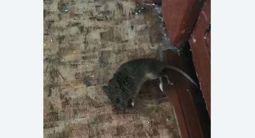 Дезинфекция от мышей в Курганинске